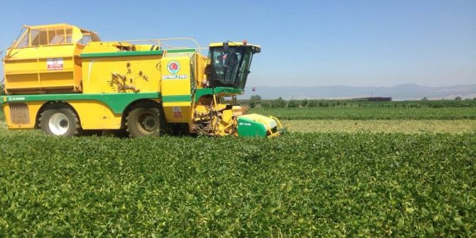 Fasulye Hasadı Başladı