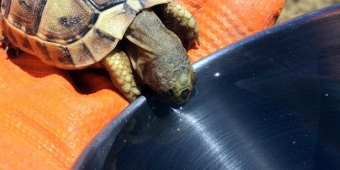 Susayan Kaplumbağaya Kendi Bardağından Su İçirdi