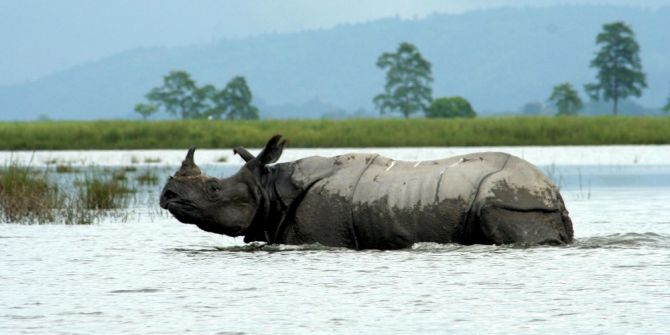 Hindistan’da Tek Boynuzlu Gergedanlar Tehlike Altında