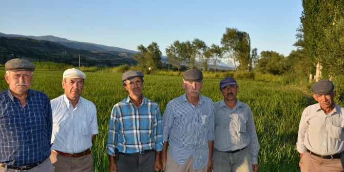 Tosya’da Çeltik Üreticileri Perişan Durumda