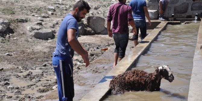 Bulanık’ta Kuzuların Banyo Keyfi