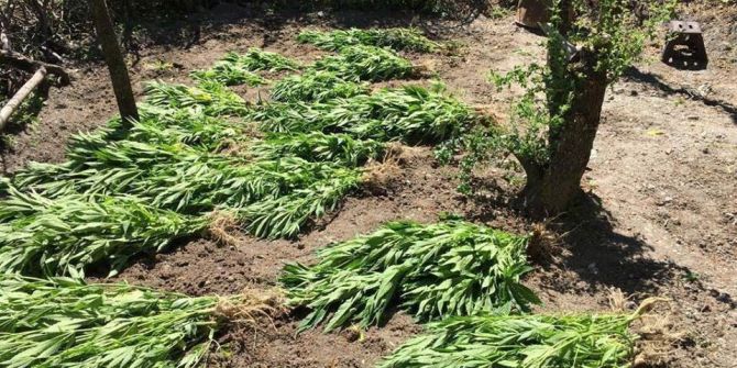 Erzincan’da 180 Kök Kenevir Yakalandı