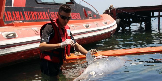 Kıyıya Vuran Yaralı Yunusu Kurtarma Çabası Kamerada