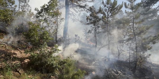 Seyitgazi’de Orman Yangını