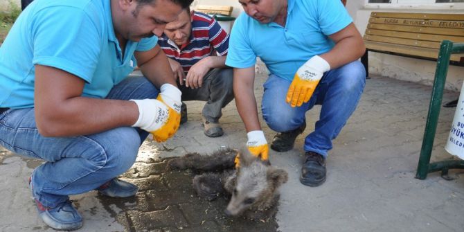3 Aylık Yavru Açlıktan Ölmek Üzereyken Bulundu