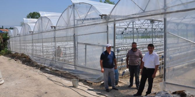 Topraksız Çilek Yetiştiriyorlar