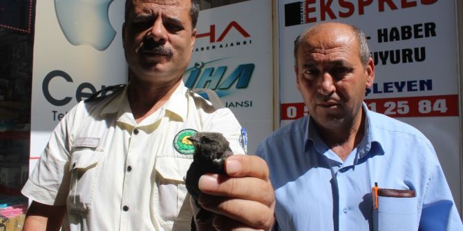 Tavşanlı’da 1 Haftada 2 Ebabil Kuşu Bulundu