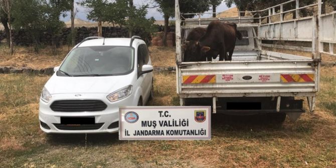 Hayvan Hırsızları Yakalandı