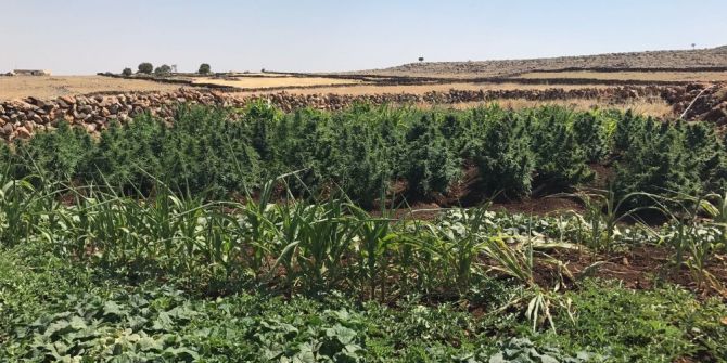 Mardin’de Kenevir Operasyonu