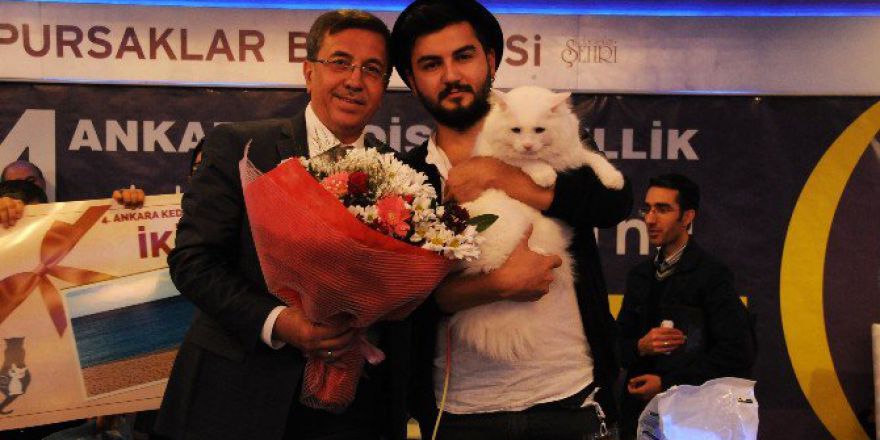 Uluslararası Pursaklar Kedi Güzellik Festivali Başlıyor