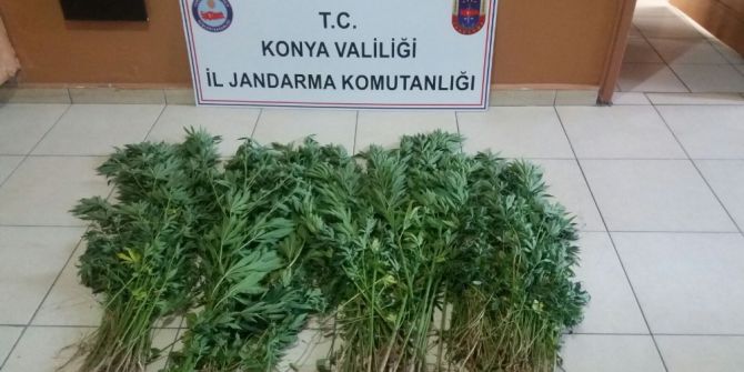 Jandarmadan Uyuşturucu Operasyonu