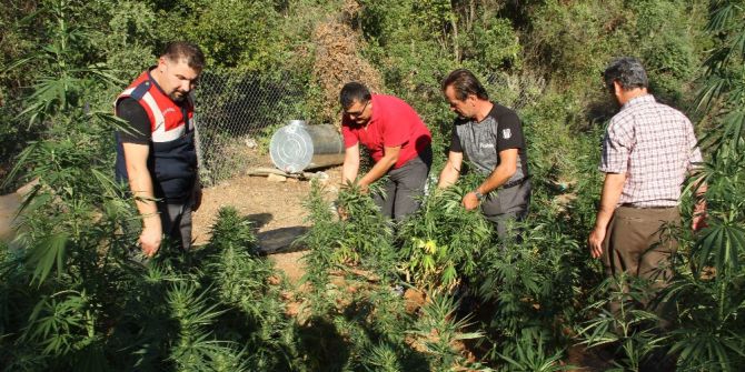 Jandarma Ormanda 348 Kök Kenevir Ele Geçirildi