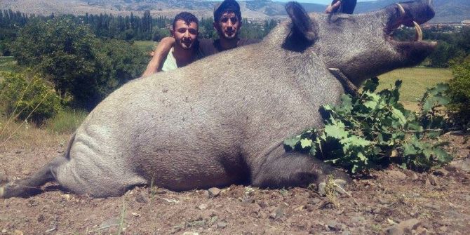 Lüksemburglu Avcılar Tokat’ta 350 Kilo Ağırlığında Domuz Avladı