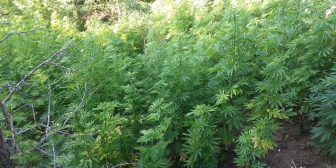 Samsun’da 1992 Kök Kenevir Bitkisi Ele Geçirildi