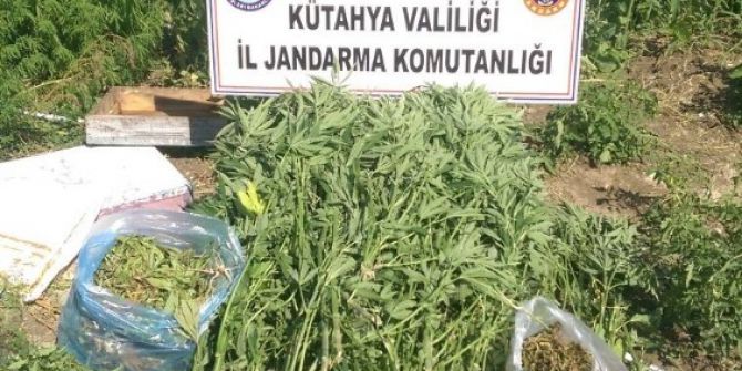 Altıntaş’ta Uyuşturucu Operasyonu