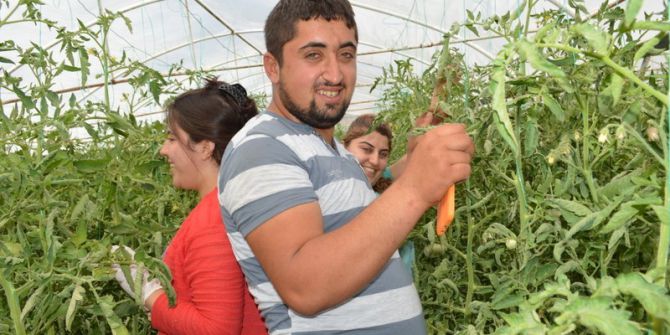 Osmanlı Domatesi Yüzleri Güldürdü