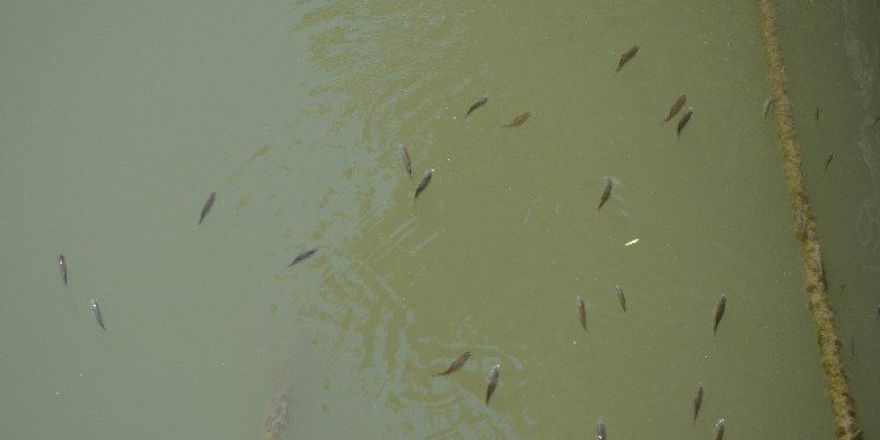 Sıcak Havalar Onları Da Etkiledi