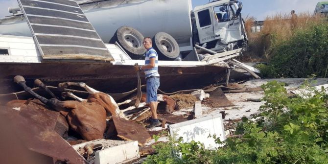 At Yüklü Kamyon Kaza Yaptı: 2 Yaralı