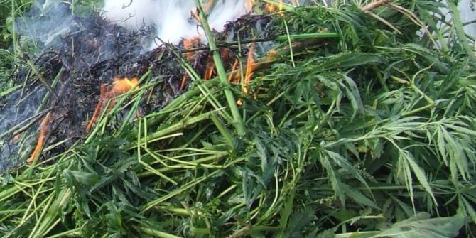 Ayçiçeği Tarlasındaki 140 Bin Kök Hint Keneviri İmha Edildi