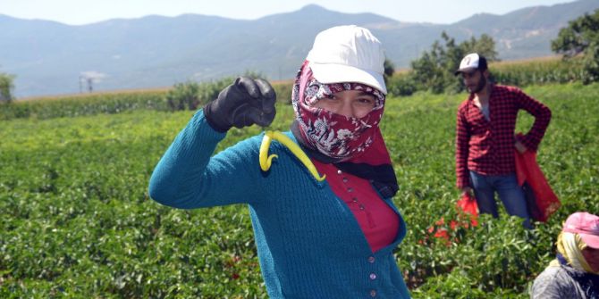 Biber Üreticileri Zor Durumda