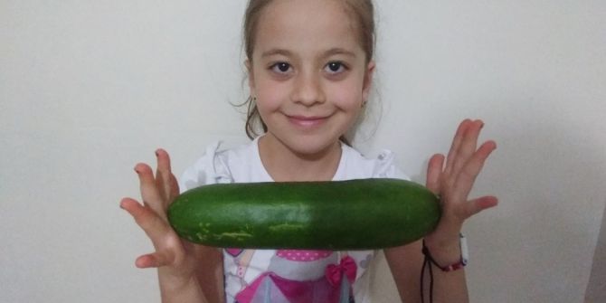 Hayvan Gübresi İle Yetiştirilen Salatalıkların Büyüklüğü Şaşırtıyor