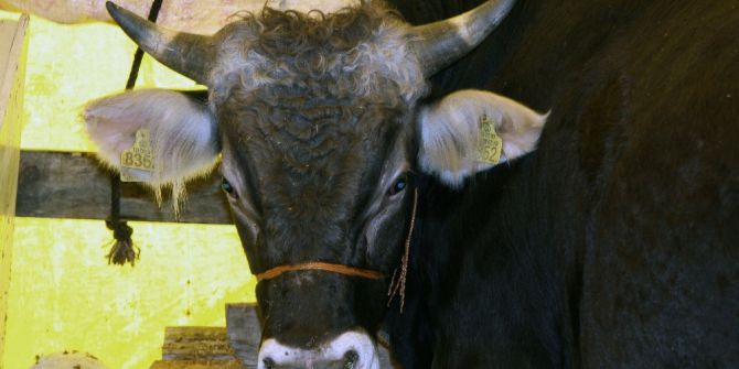 Kurban Satış Yerleri Kura İle Belirlenecek