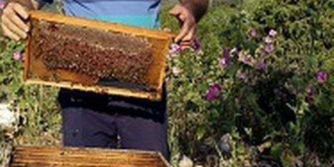 Bursa’da Bal Bereketi