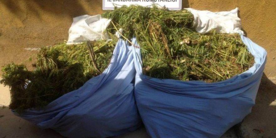 Jandarmadan Uyuşturucu Operasyonu