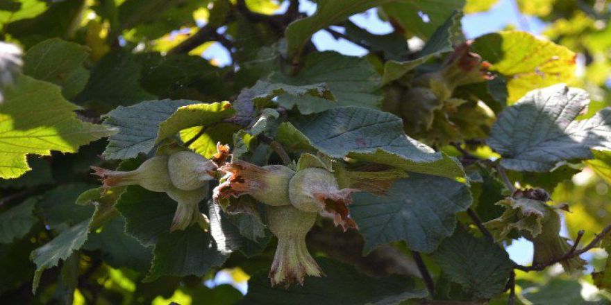 Orgiad: “Fındık Fiyatlarına Müdahale Var”