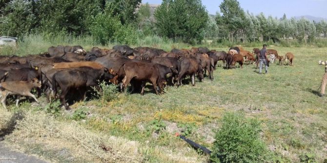 Kavurucu Sıcakta Mandalar Suda Serinliyor