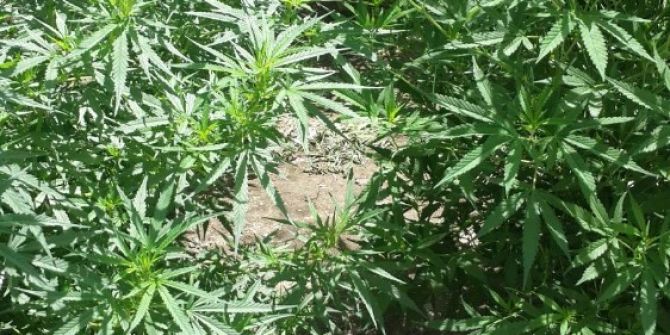 Karabük’te Uyuşturucu Operasyonu:1 Gözaltı