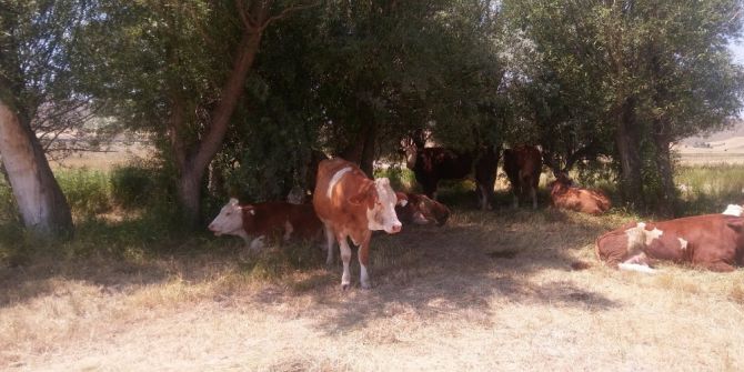 Bunaltan Sıcaklar Geri Döndü.