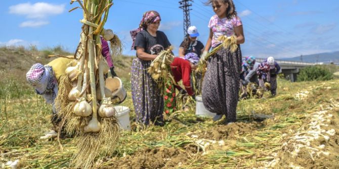 Sarımsağın Ana Vatanı Taşköprü’de Hasat Başladı