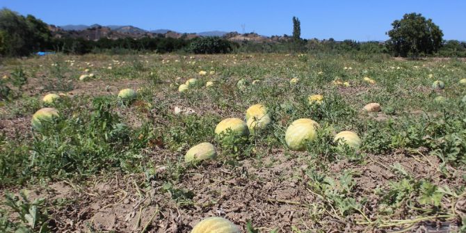 Para Etmeyince Karpuz Tarlada Kaldı