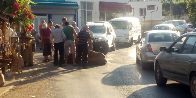 Bunaltıcı Sıcaklar Hayvanları Da Etkiledi