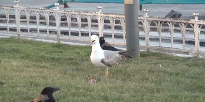 Taksim Meydanı’nda Martı İle Karganın Et Kavgası Kamerada