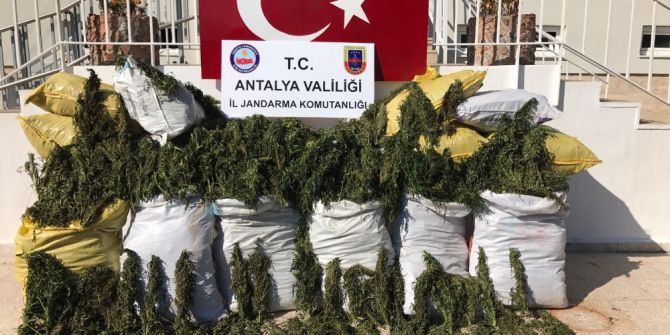 Alanya’da 247 Kilo Esrar Ele Geçirildi