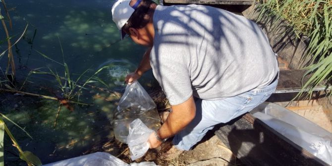 Aydın’da Tatlı Sulara, Yavru Sazan Bırakıldı