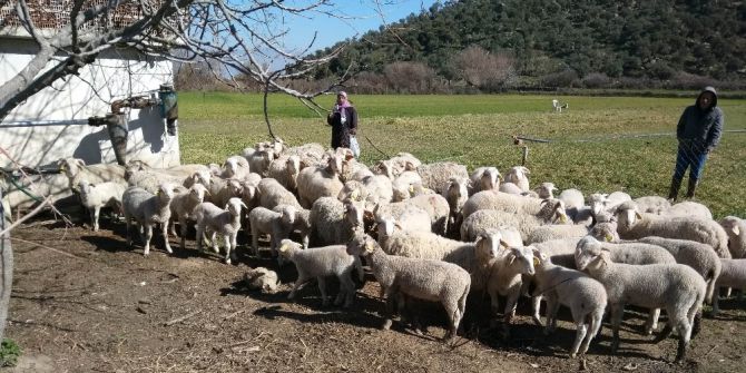 Aydın’da ‘Sürü Yönetimi Kursu’ Düzenleniyor, Artık Çobanlar Da Ehliyetli Olacak