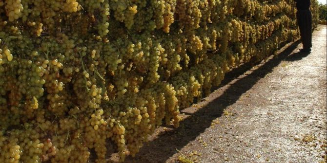 İyi Tarım Uygulamalarıyla Kuru Üzümde Okratoksin Tehdidi Aşılacak