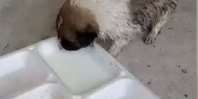 Derede Mahsur Kalan Yavru Köpeğin İmdadına İtfaiye Ekipleri Yetişti