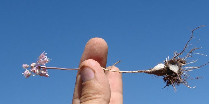 Van’da Yeni Bir Bitki Türü Keşfedildi