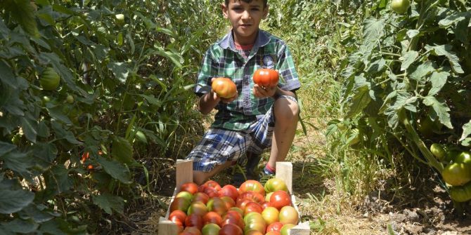 Büyükşehir Belediyesi’nin Çamlıyayla’da Dağıttığı Domates Fideleri İlk Ürünü Verdi