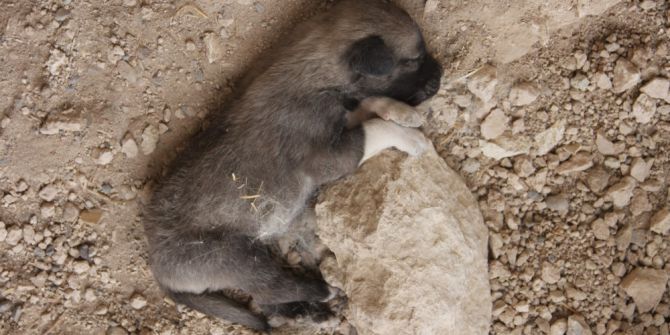 Anadolu Aslanına Soğuk Duş