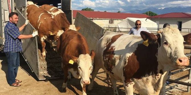 Avrupa’dan İthal Edilen Hayvanlar Üreticilere Teslim Edildi