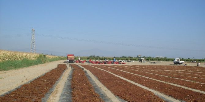 Kuru Üzümde Okratoksin-a Tehdidi Aşılacak