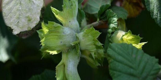 Fındık Rekoltesine Külleme Darbesi