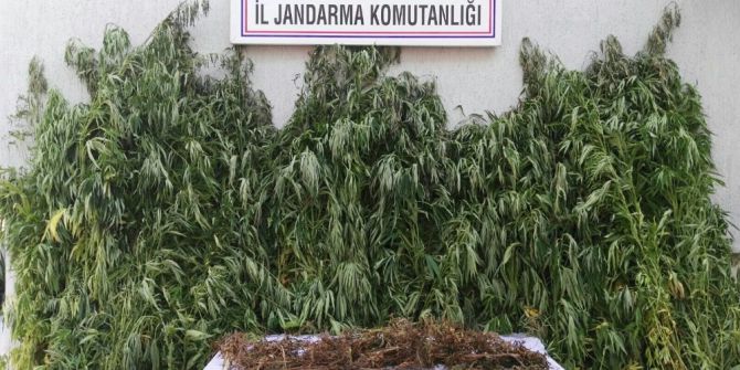 Sazlıklarda 330 Bin Liralık Uyuşturucu Ele Geçirildi