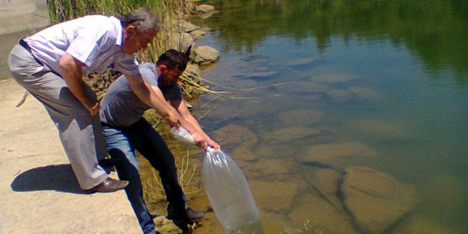 Aydın’da 110 Bin Sazan Yavrusu Tatlı Sularla Buluştu