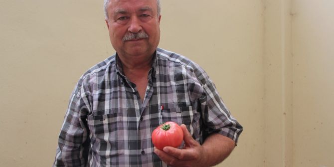 Bilecik’in Yerli Domatesi Tezgahlarda Yerini Aldı